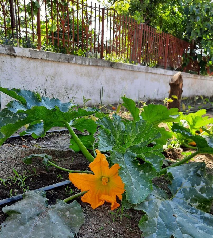 B&B Ioli Vesuvio Эрколано Экстерьер фото